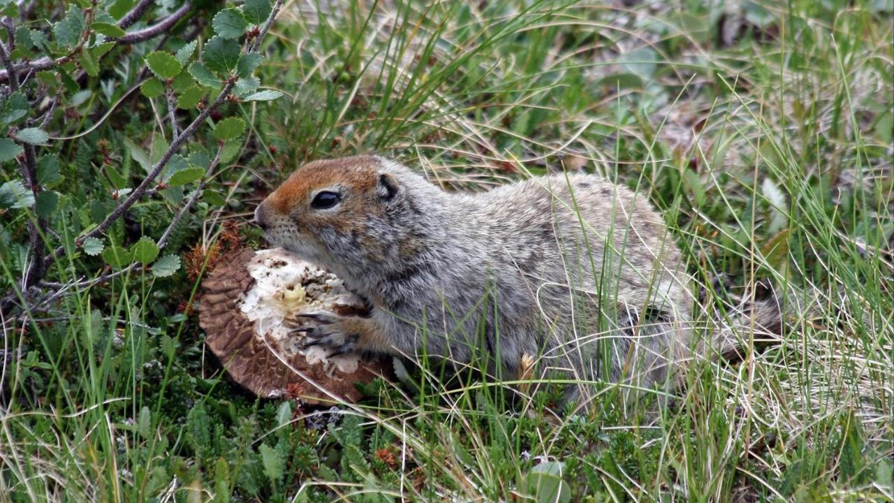 <b>Hibernasi</b>