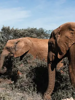 Ilustrasi gajah. (dok. pexels/Rachel Claire)