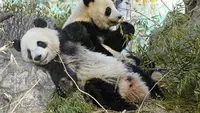 2 Panda Kembar Terakhir 7 Hari Lagi Pulang Kampung ke China, Jepang Gigit Jari