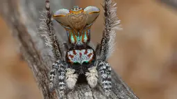 Mempunyai nama latin Maratus Vultus, Laba-laba ini bisa mengeluarkan corak warna indah dari perutnya untuk menarik perhatian betina. (Reuters/Jurgen Otto)