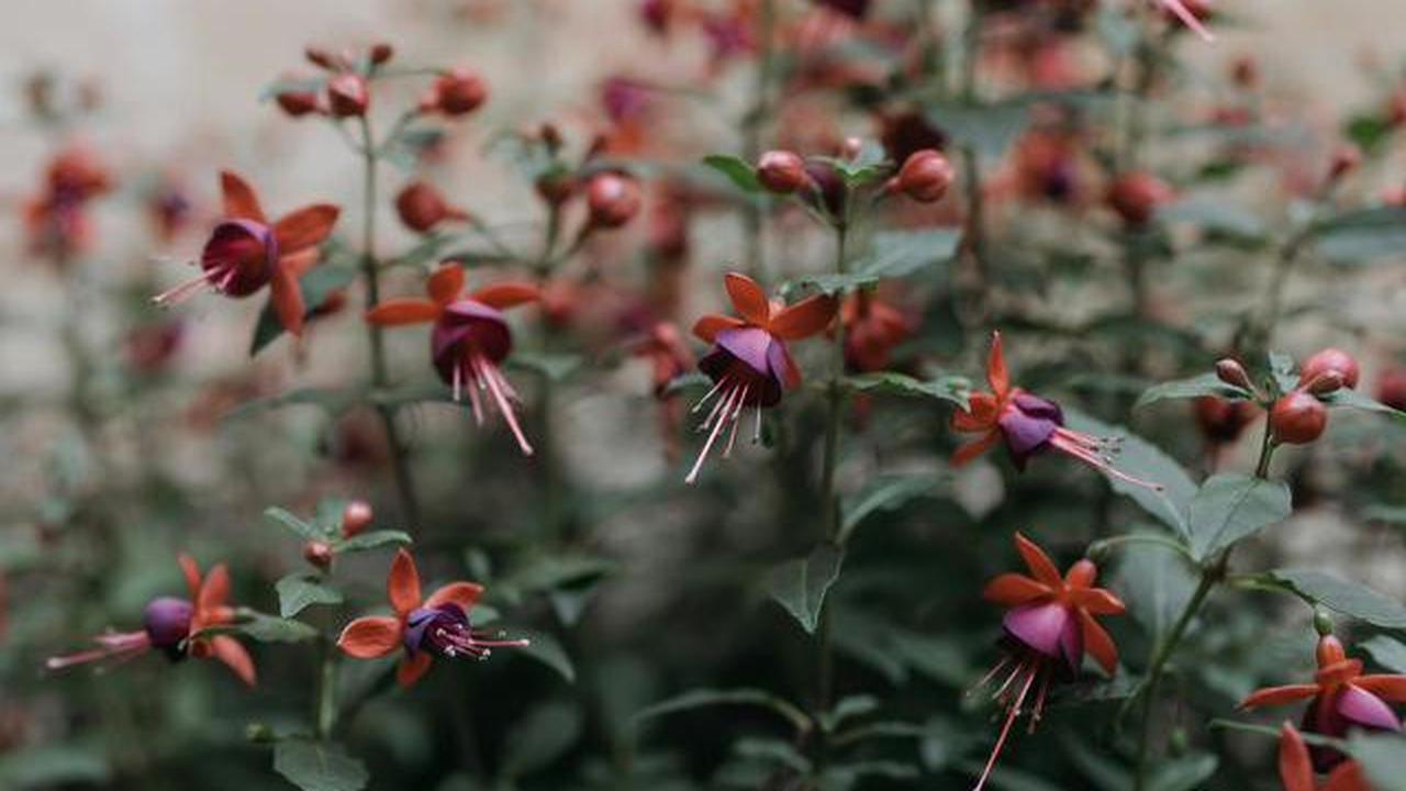 8 Bunga Cantik untuk Balkon dan Teras Sempit, Perawatannya Anti-ribet