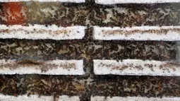 Koloni semut di dalam formikarium di toko hewan peliharaan "Just Ants" di Singapura pada 23 September 2020. Peternakan semut lebih umum di beberapa negara Barat, namun jarang terjadi di Singapura dan pengusaha bernama John Ye mencoba mengubah konotasi negatif terkait serangga. (Roslan RAHMAN/AFP)