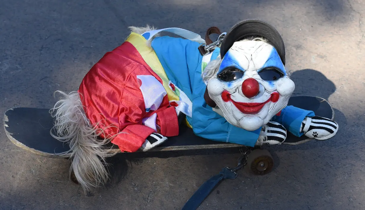 Seekor anjing mengenakan kostum badut duduk diatas papan seluncur saat mengikuti Parade Halloween Anjing Tahunan di Tompkins, New York (21/10). Acara ini diadakan setiap tahunnya di Tompkins Square. (AFP Photo/Timothy A. Clary)