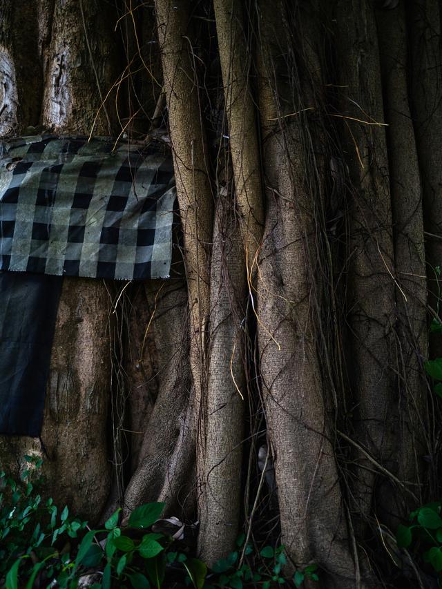 Ilustrasi pohon beringin