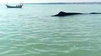 paus terdampar di perairan Tuban (dok.istimewa)