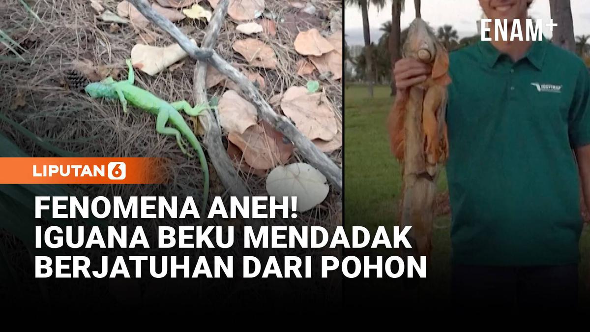 Fenomena Aneh di Florida, Iguana Beku Berjatuhan dari Pohon!