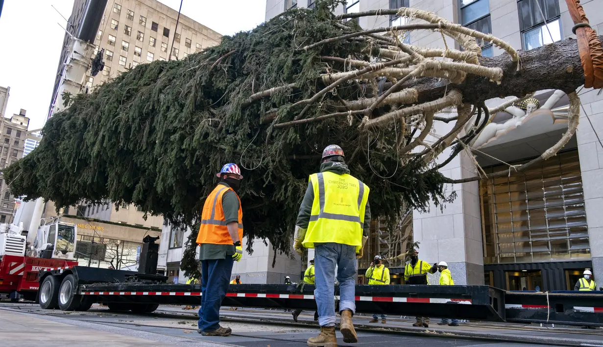 Pohon Natal Rockefeller Center 2020 disiapkan untuk diletakkan di Rockefeller Plaza, New York pada Sabtu (14/11/2020). Pohon cemara spruce Norwegia setinggi 75 kaki dan 11 ton tersebut berasal dari Oneonta untuk menyambut Natal 2020. (AP Photo/Craig Ruttle)