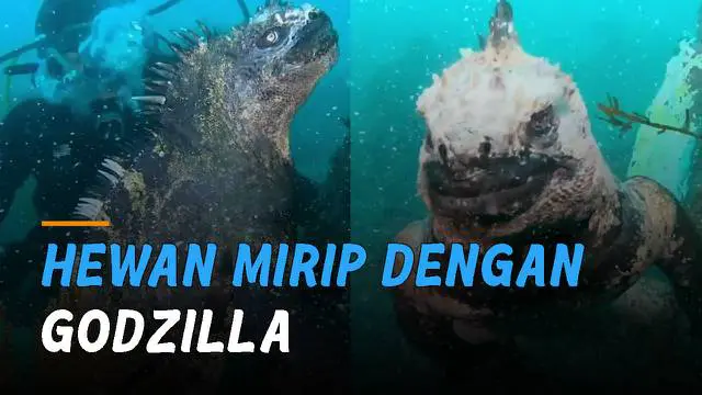 Iguana Laut  yang memiliki kemiripan dengan Godzilla ini hanya bisa ditemukan di Kepulauan Galapagos, Ekuador.