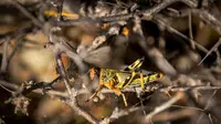 Pada 4 Februari 2020, belalang padang pasir muda yang belum menumbuhkan sayap terjebak di jaring laba-laba di semak berduri di gurun dekat Garowe, di wilayah Puntland, Somalia. (AP Photo/Ben Curtis)