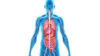 Ilustrasi organ manusia (iStock)