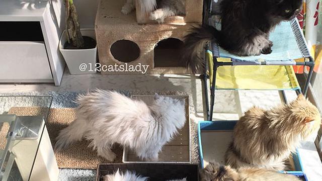 Cara Merawat Kucing Persia Yang Benar Agar Bulunya Tetap Indah Cocok Bagi Pemula Hot Liputan6 Com
