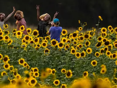 Para gadis berfoto di ladang bunga matahari di Grinter Farms, dekat Lawrence, Kansas pada 7 September 2020. Ladang seluas 26 acre yang ditanam setiap tahunnya oleh keluarga Grinter itu menarik ribuan pengunjung selama akhir musim panas saat mekarnya bunga matahari. (AP Photo/Charlie Riedel)