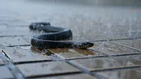 7 Cara Membuat Penghalang Ular Masuk Rumah Saat Banjir, Efektif Jaga Keluarga Aman