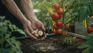 Cara Menyuburkan Tanaman Tomat dengan Bahan Dapur agar Berbuah Lebat