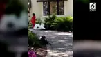 Di tengah sesi pemotretan, seorang wanita diserang angsa.
