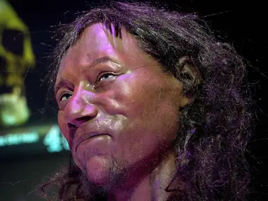 Sebuah model rekonstruksi wajah dari tengkorak pria berusia 10.000 tahun, yang dikenal sebagai 'Cheddar Man', di Museum Sejarah Nasional, London, (6/2). Dalam rekontruksi tersebut Cheddar Man berkulit gelap dan bermata biru. (AFP Photo/Justin Tallis)