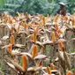 Hamparan ladang jagung saat panen raya di Tuban, Jawa Timur, Jumat (9/3). Panen raya tersebut menghasilkan 33,7 ton jagung. (Liputan6.com/Angga Yuniar)