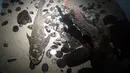 Methuselah, ikan lungfish Australia terlihat di akuarium di San Francisco, Senin (24/1/2022). Methuselah adalah ikan lungfish Australia sepanjang 4 kaki, 40 pon yang dibawa ke California Academy of Sciences pada tahun 1938 dari Australia. (AP Photo/Jeff Chiu)
