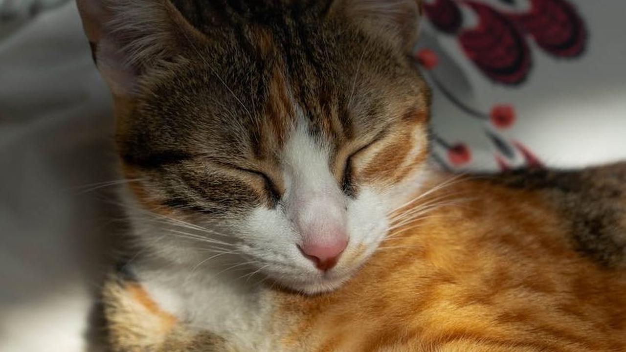Jangan pernah mencoba mengobati kucing dengan obat cacing yang dijual bebas atau pengobatan rumahan tanpa berkonsultasi dengan dokter hewan. Hanya dokter hewan yang dapat memberikan diagnosis yang akurat dan perawatan yang tepat untuk kucing Anda.