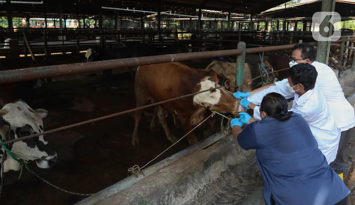 Petugas dinas KPKP memeriksa kesehatan hewan sapi di Rumah Pemotongan Hewan (RPH) PD Dharma Jaya, Cakung, Jakarta, Jumat (8/7/2022). Pihak pengelola RPH mencatat sekitar 135 sapi kurban akan dipotong di tempat tersebut pada Idul Adha 2022 yang akan dilaksanakan selama tiga hari. (Liputan6.com/Herman Zakharia)