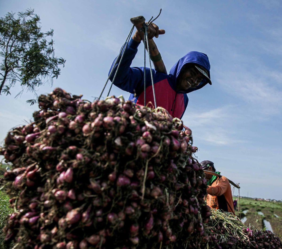 Petani bawang merah mengaku mengalami kerugian ketika ditemui di ladangnya di Brebes, Jawa Tengah, Kamis (11/1/2024). Kerugian tersebut terjadi pada musim panen di awal tahun ini akibat cuaca yang tidak menentu sehingga menyebabkan kualitas bawang merah m