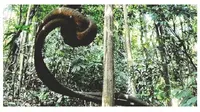 Akar Bajakah Miliki Banyak Manfaat, Masyarakat Bisa Gunakan Madu Bajakah Borneo untuk Kesehatan