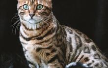 Ciri-Ciri Kucing Bengal dan Cara Merawatnya, Kenali sebelum Adopsi