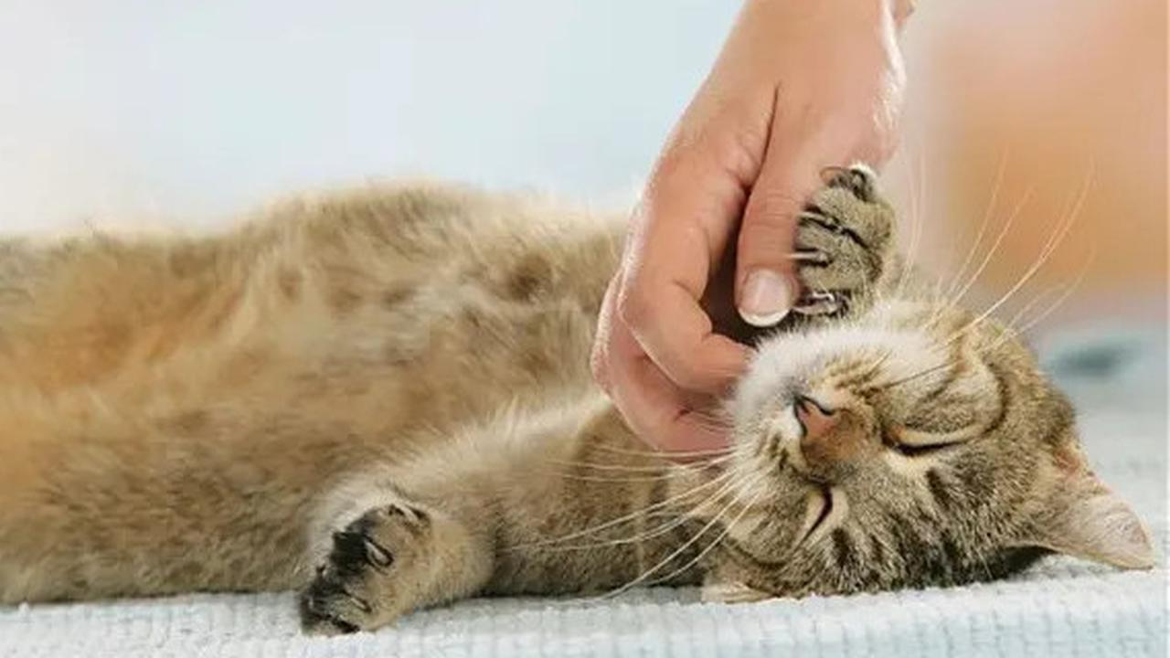 Cara Menghilangkan Jamur pada Kucing: Panduan Lengkap untuk Pemilik Hewan