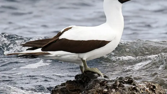 16 Burung Paling Eksotis dan Langka, Hanya Ada di Kepulauan Galapagos!