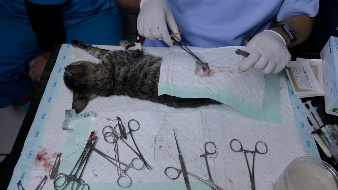 <b>Kolaborasi dengan Dokter Hewan dan Pecinta Kucing</b>