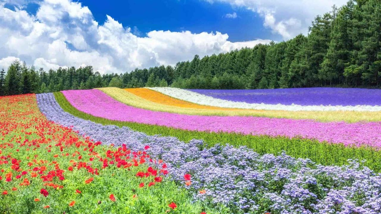 Misalnya saja Jepang saat musim panas memiliki berbagai destinasi menarik yang sangat sayang untuk dilewatkan. Hal ini dikarenakan Jepang memiliki musim panas yang menyenangkan dengan berbagai macam festival.