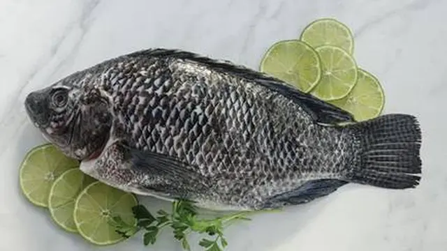 Ikan Tilapia