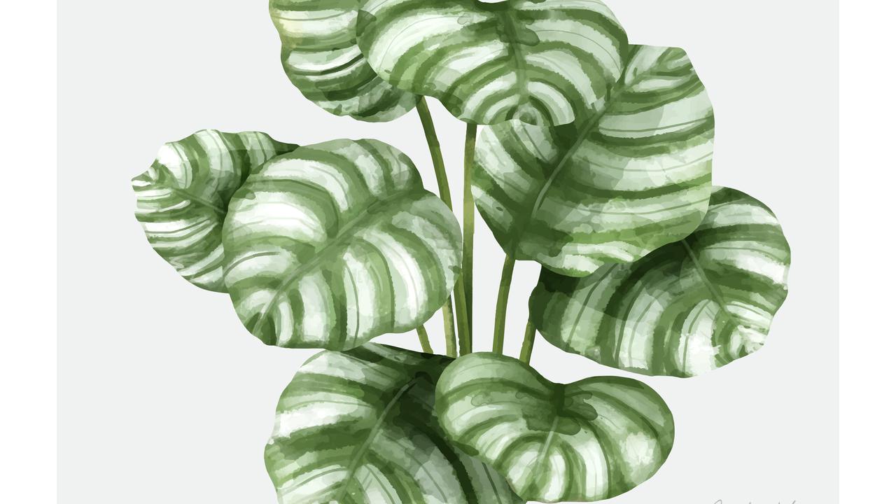 Ilustrasi calathea