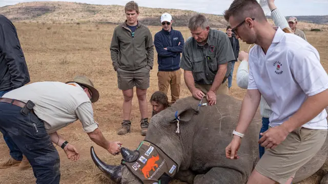 Cula Badak di Afrika Selatan Ditanami Radioisotop