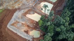 Data Global Forest Watch (GFW) menyebut bahwa dalam kurun 2001 hingga 2023, Halmahera Tengah kehilangan 27.900 hektar tutupan pohon, Halmahera Timur kehilangan 56.300 hektar dan di Halmahera Selatan 79.000 hektar. (Foto oleh AFP)