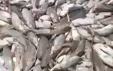 CEK FAKTA: Heboh Ikan Mati di Tuban, Gara-Gara Terkontaminasi Limbah Nuklir?