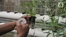 Warga melakukan perawatan sayur yang ditanam dengan sistem hidroponik di sebuah greenhouse atau rumah kaca di Rusun Menara Samawa, Pondok Kelapa, Jakarta Timur, Senin (14/2/2022). Adapun jenis sayuran yang dibudidayakan seperti selada, pakcoy, kangkung, sawi dan kale. (merdeka.com/Iqbal S.Nugroho)
