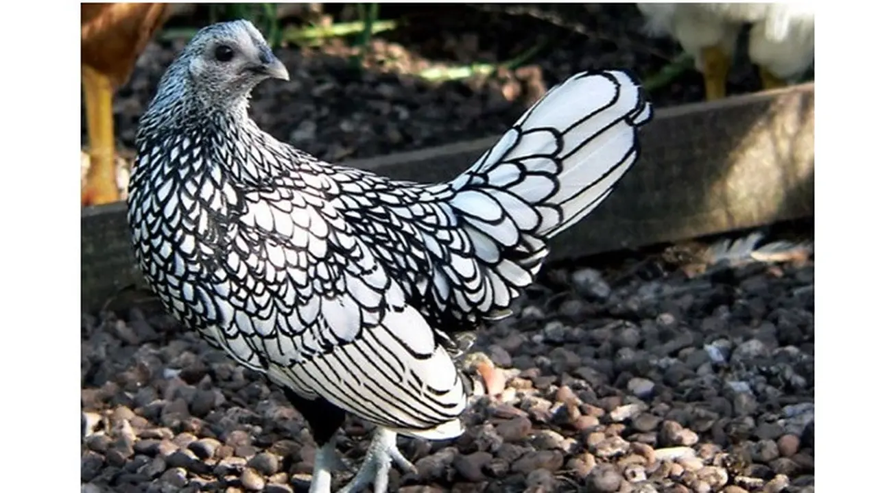 6 Potret Ayam Jenis Sebright, Unik Punya Bulu Bak Ilustrasi Gambar
