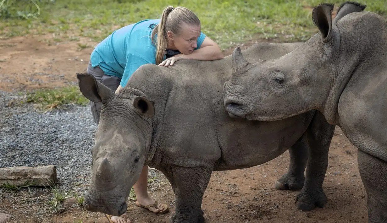 Direktur Yolande Van Der Merwe (38) bermain dengan anak badak di Panti Asuhan Badak di lokasi yang dirahasiakan dekat Mokopane, Provinsi Limpopo, Afrika Selatan, 9 Januari 2021. Panti Asuhan Badak bertujuan melepaskan mereka kembali ke alam liar. (Michele Spatari/AFP)