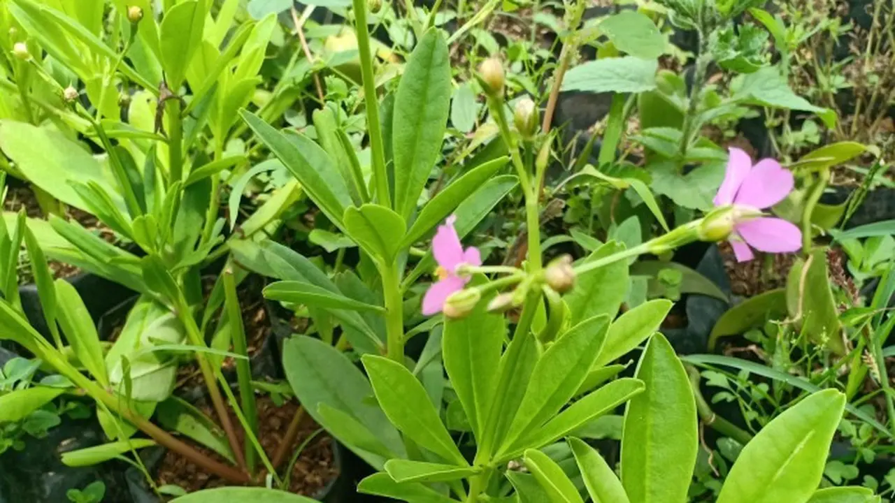 Daun Gingseng Jawa