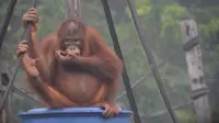 Aktivitas orangutan di pusat rehabilitasi Nyaru Menteng, Kalimantan Tengah, Selasa (17/9/2019). Belasan orangutan yang sedang direhabilitasi terserang infeksi saluran pernapasan akut (ISPA) akibat kabut asap dalam beberapa pekan terakhir. (Handout/Borneo Orangutan Survival Foundation/AFP)