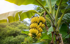 Tips Agar Pohon Pisang Cepat Berbuah dengan Cara Alami dan Perawatan Sederhana (Ilustrasi Gemini)