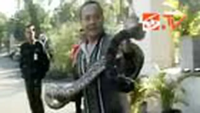 Ular Piton Masuk ke Rumah Wali Kota Solo