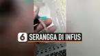 vertical serangga di infus