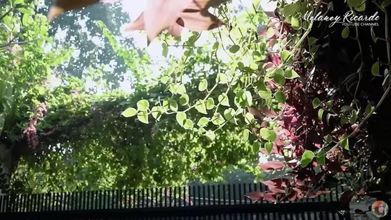 9 Potret Teras dan Taman di Rumah Yuni Shara, Nuansa Tropis yang Asri dan Estetik
