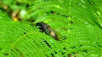 Tonggeret atau Cicadas bertengger di dedaunan. (Liputan6.com/Wikimedia Commons/Pipingrkt)