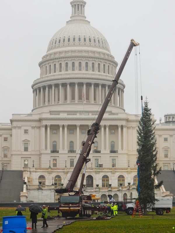 Pekerja menggunakan alat berat untuk mendirikan pohon Natal raksasa di bagian barat Gedung Capitol AS di Washington, Senin (26/11). Pohon Natal setinggi 24 meter itu diambil dari Hutan Nasional Willamette di Oregon. (AP Photo/Pablo Martinez Monsivais)
