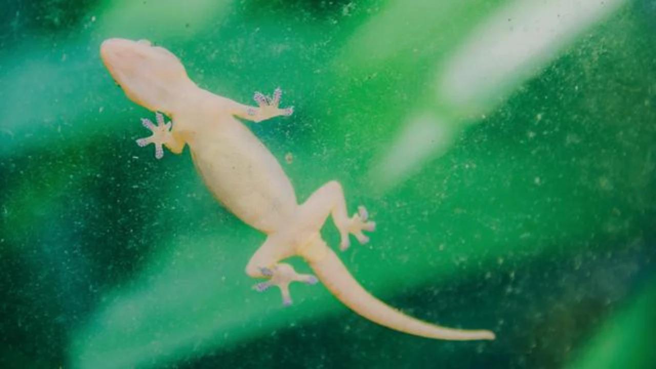 8 Tipe Jebakan Cicak, Pilih yang Paling Efektif