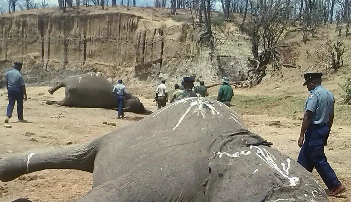 Petugas berada di dekat sejumlah gajah tanpa kepala yang mati dibunuh oleh pemburu di Taman Nasional Hwange, Zimbabwe (26/10). Pihak taman nasional menyatakan sedikitnya 22 ekor gajah ditemukan mati oleh pemburu gelap. (REUTERS/Stringer)