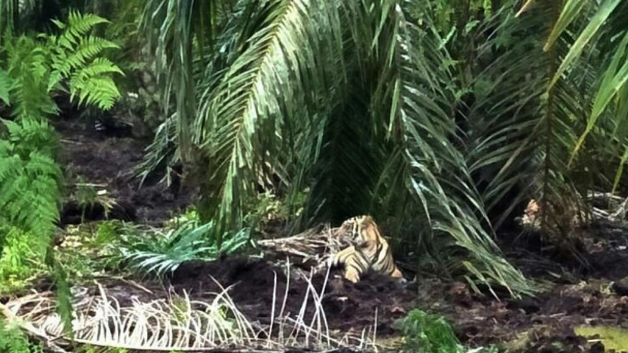 Harimau menerkam manusia